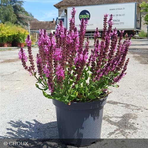 SALVIA nemorosa 'Pink Nebula®'