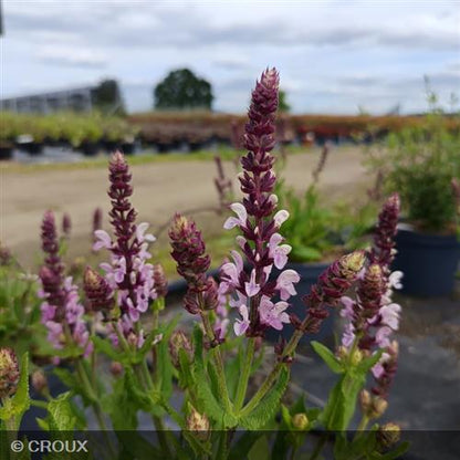 SALVIA nemorosa 'Pink Nebula®'