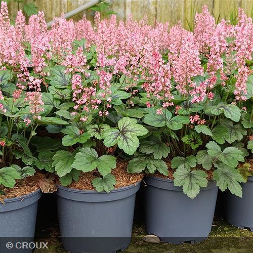 HEUCHERELLA 'Pink Revolution®'