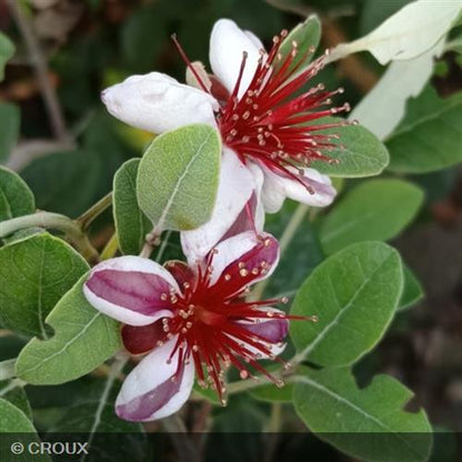 FEIJOA sellowiana