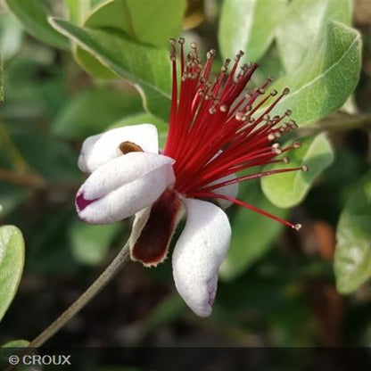 FEIJOA sellowiana