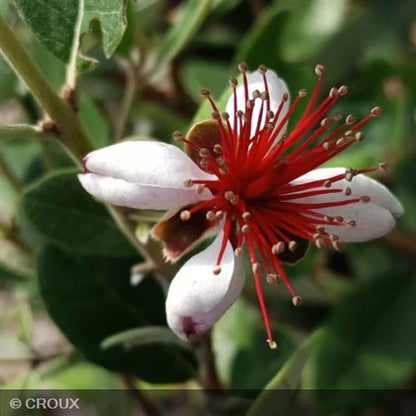 FEIJOA sellowiana