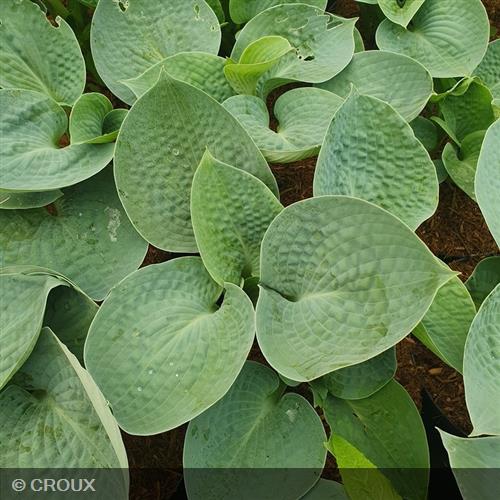 HOSTA 'Big Daddy'
