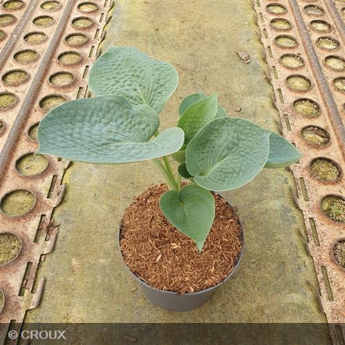 HOSTA 'Big Daddy'