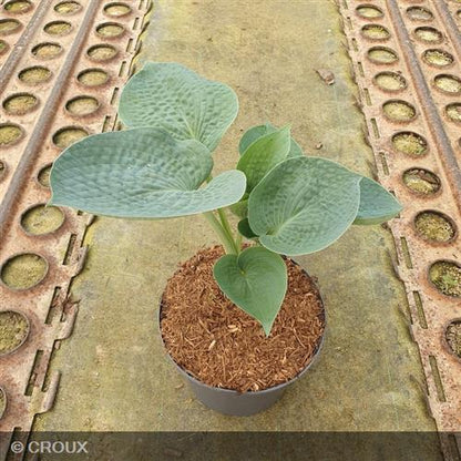HOSTA 'Big Daddy'