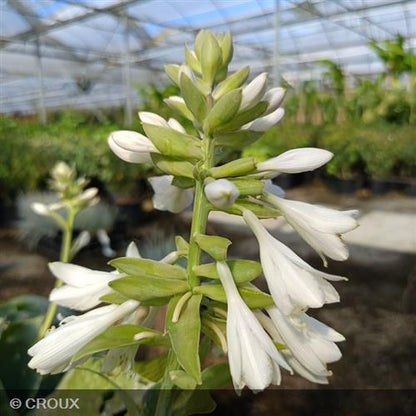 HOSTA 'Big Daddy'