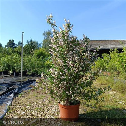 DEUTZIA scabra 'Plena'