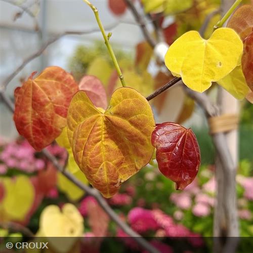 CERCIS canadensis 'Eternal Flame'