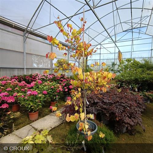 CERCIS canadensis 'Eternal Flame'