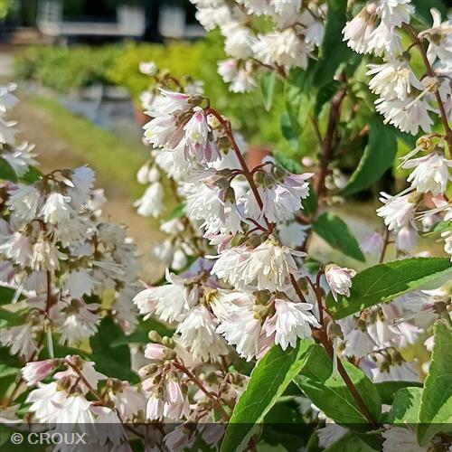 DEUTZIA scabra 'Plena'