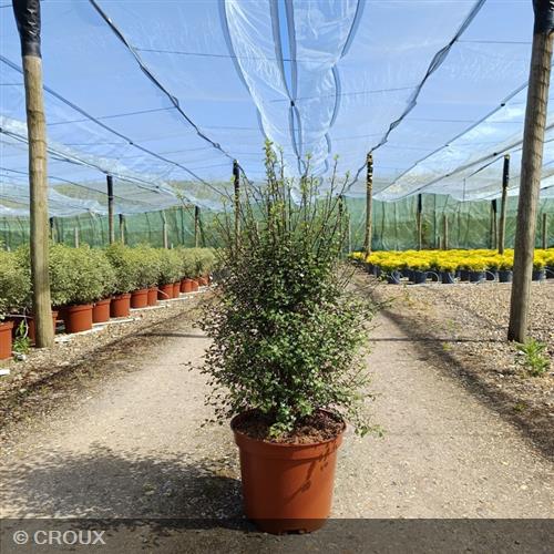 PITTOSPORUM tenuifolium 'Green Elf'