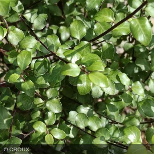 PITTOSPORUM tenuifolium 'Green Elf'