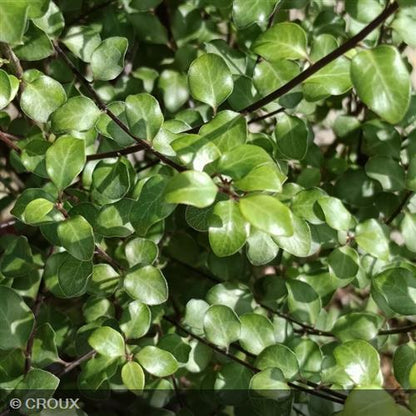 PITTOSPORUM tenuifolium 'Green Elf'