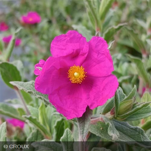 CISTUS pulverulentus 'Sunset'