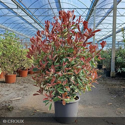 PHOTINIA x fraseri 'Pink Marble®'