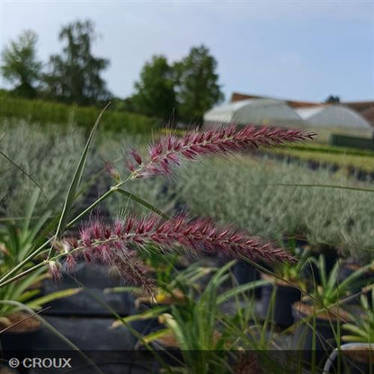 PENNISETUM orientalis 'Flamingo'