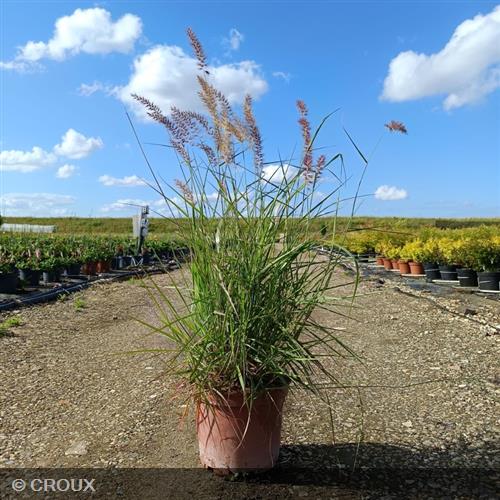 PENNISETUM orientalis 'Flamingo'