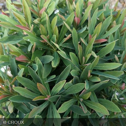 EUPHORBIA x martinii 'Tiny Tim®'