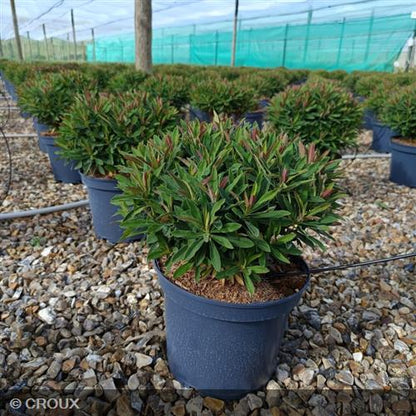 EUPHORBIA x martinii 'Tiny Tim®'
