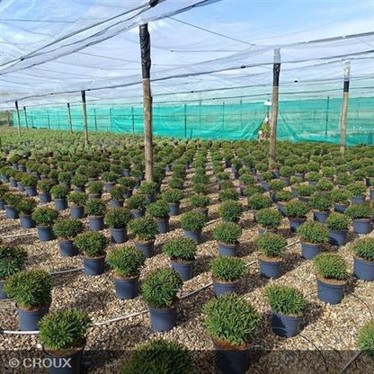 EUPHORBIA x martinii 'Tiny Tim®'