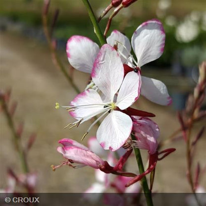 GAURA lindheimeri 'Gambit® Bicolor'