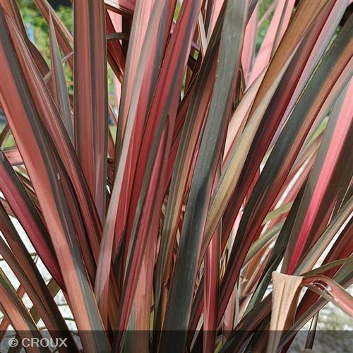PHORMIUM tenax 'Pink Panther'