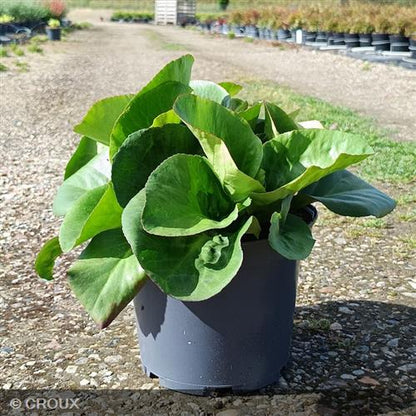 BERGENIA cordifolia