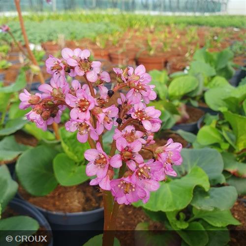 BERGENIA cordifolia