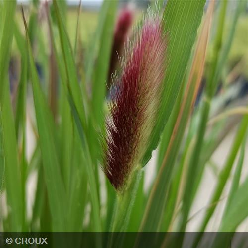 PENNISETUM messiacum 'Red Bunny Tails'