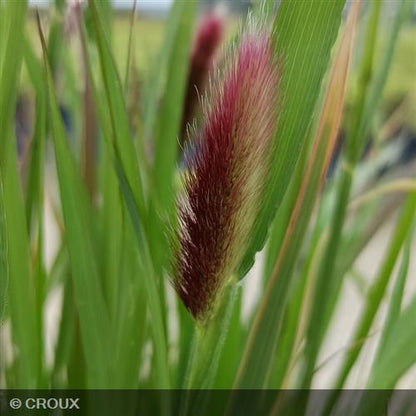 PENNISETUM messiacum 'Red Bunny Tails'