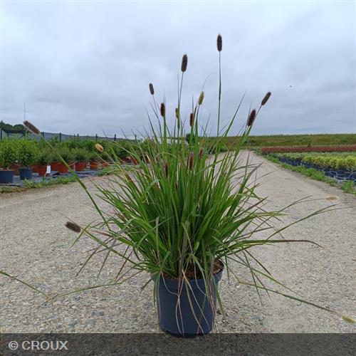 PENNISETUM messiacum 'Red Bunny Tails'