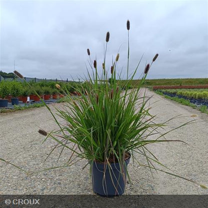PENNISETUM messiacum 'Red Bunny Tails'
