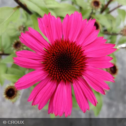 ECHINACEA purpurea 'Panama® Rose'