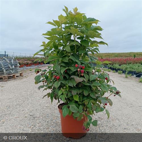 RUBUS idaeus 'Scepter'