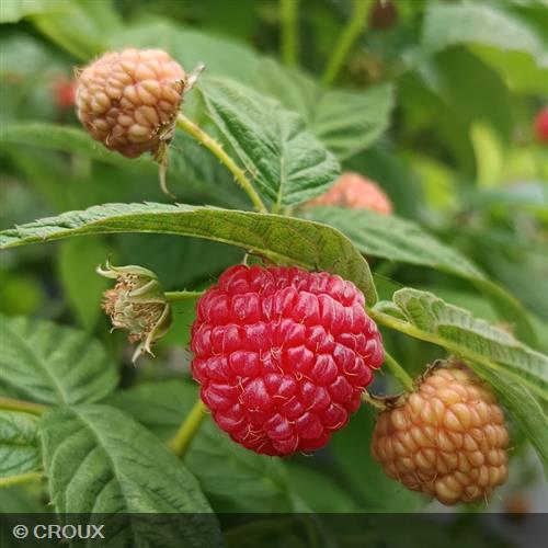 RUBUS idaeus 'Scepter'
