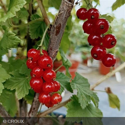 RIBES rubrum 'London Market'