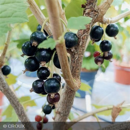 RIBES nigrum 'Andega'