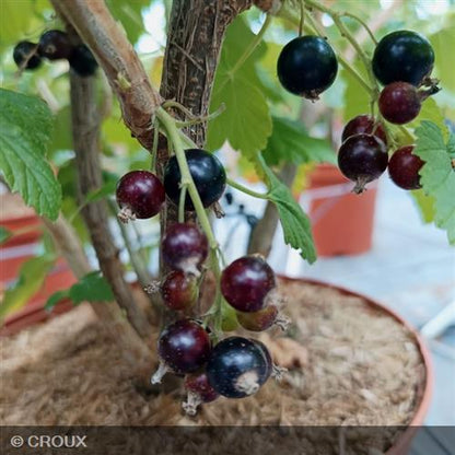 RIBES nigrum 'Andega'