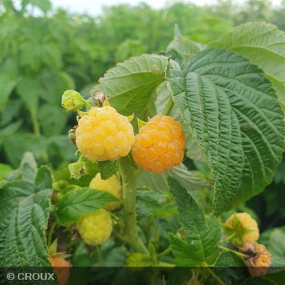 RUBUS idaeus 'Fallgold'