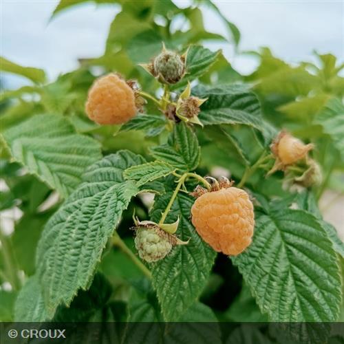 RUBUS idaeus 'Fallgold'