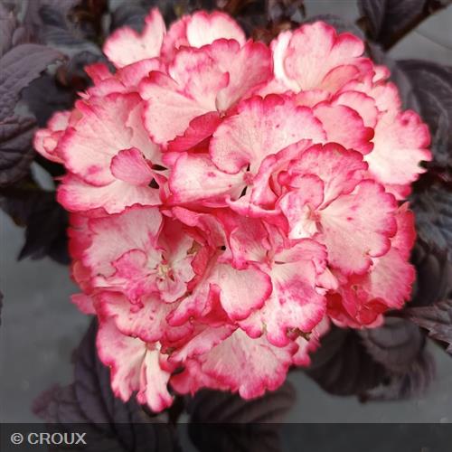 HYDRANGEA macrophylla x serrata 'Black Velvet®'