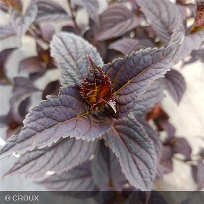 HYDRANGEA macrophylla x serrata 'Black Velvet®'