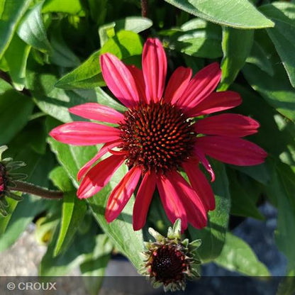ECHINACEA x 'SunSeekers Red®'