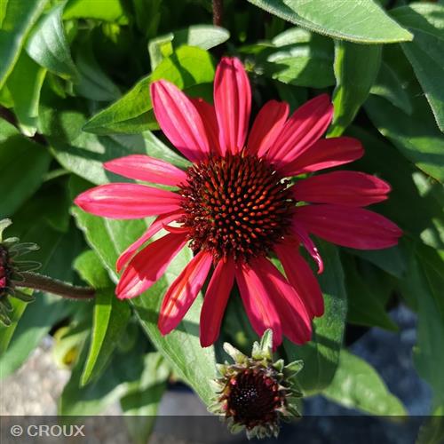 ECHINACEA x 'SunSeekers Red®'