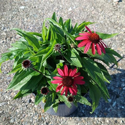 ECHINACEA x 'SunSeekers Red®'