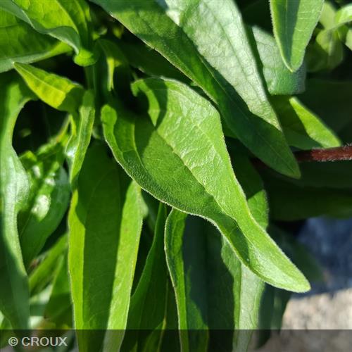 ECHINACEA x 'SunSeekers Red®'