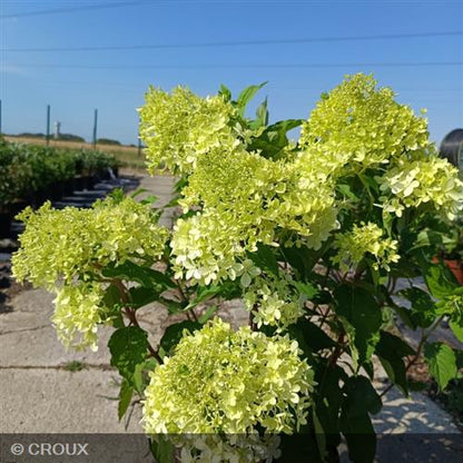 HYDRANGEA paniculata 'Diamantino®'