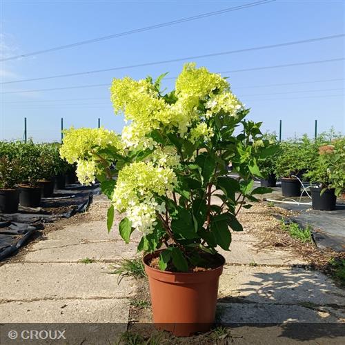 HYDRANGEA paniculata 'Diamantino®'