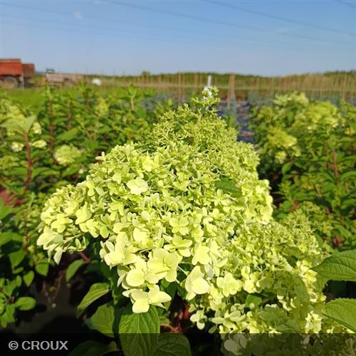 HYDRANGEA paniculata 'Diamantino®'