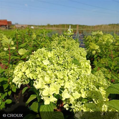 HYDRANGEA paniculata 'Diamantino®'